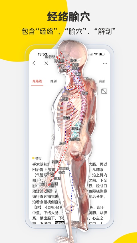 截图 3DBody解剖 5
