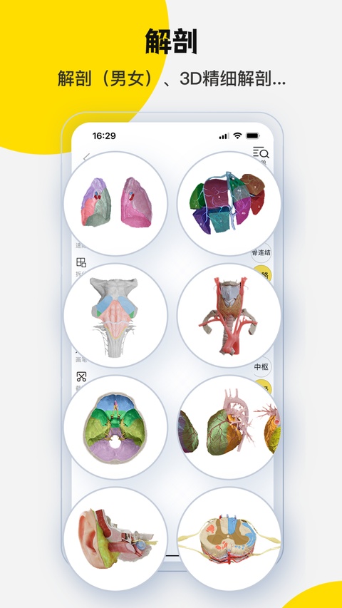 截图 3DBody解剖 3